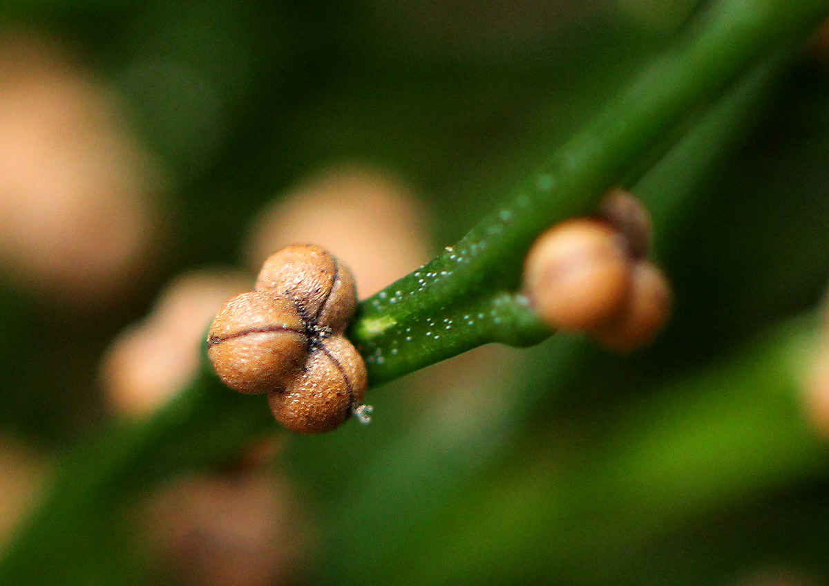 Psilotum nudum Psilotum nudum