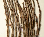 Psilotum nudum