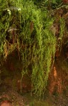 Lycopodium clavatum