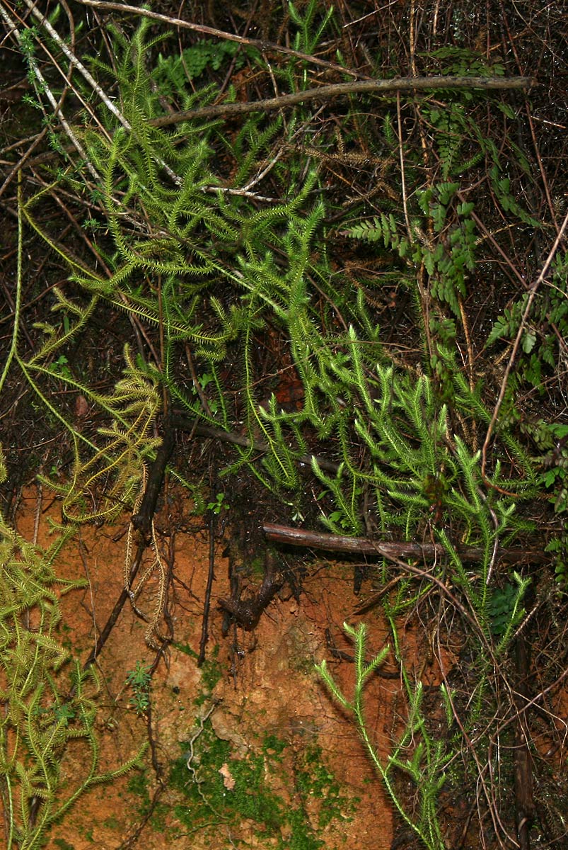 Lycopodium clavatum Lycopodium clavatum