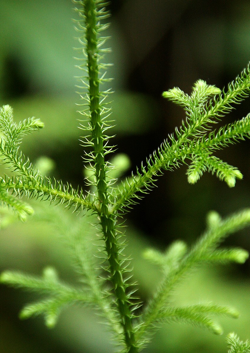 Lycopodiella cernua