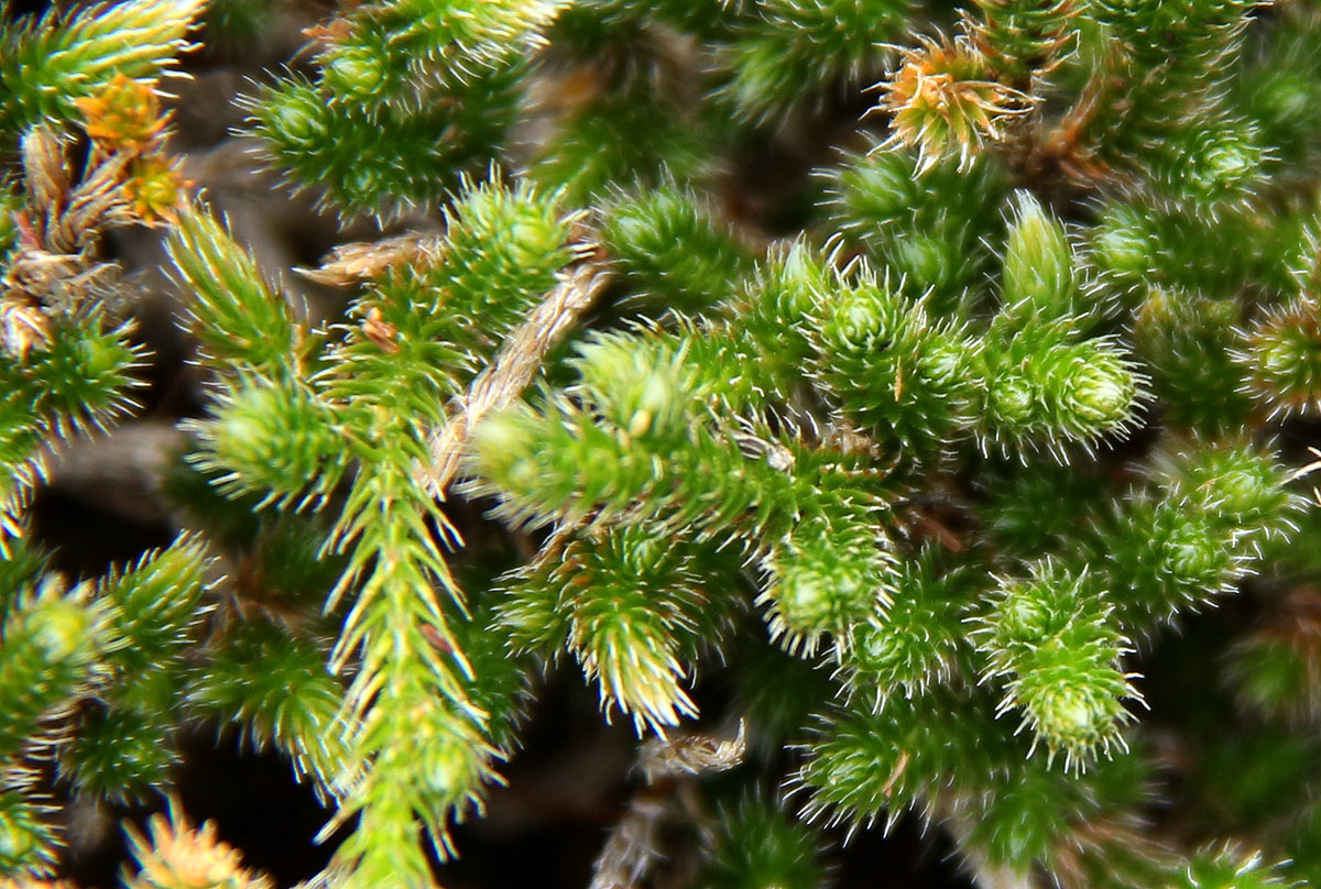 Selaginella dregei Selaginella dregei