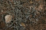 Selaginella dregei