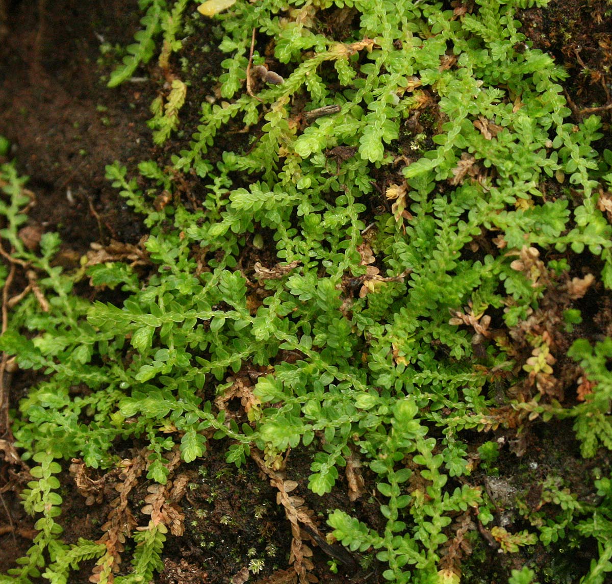 Selaginella mittenii Selaginella mittenii
