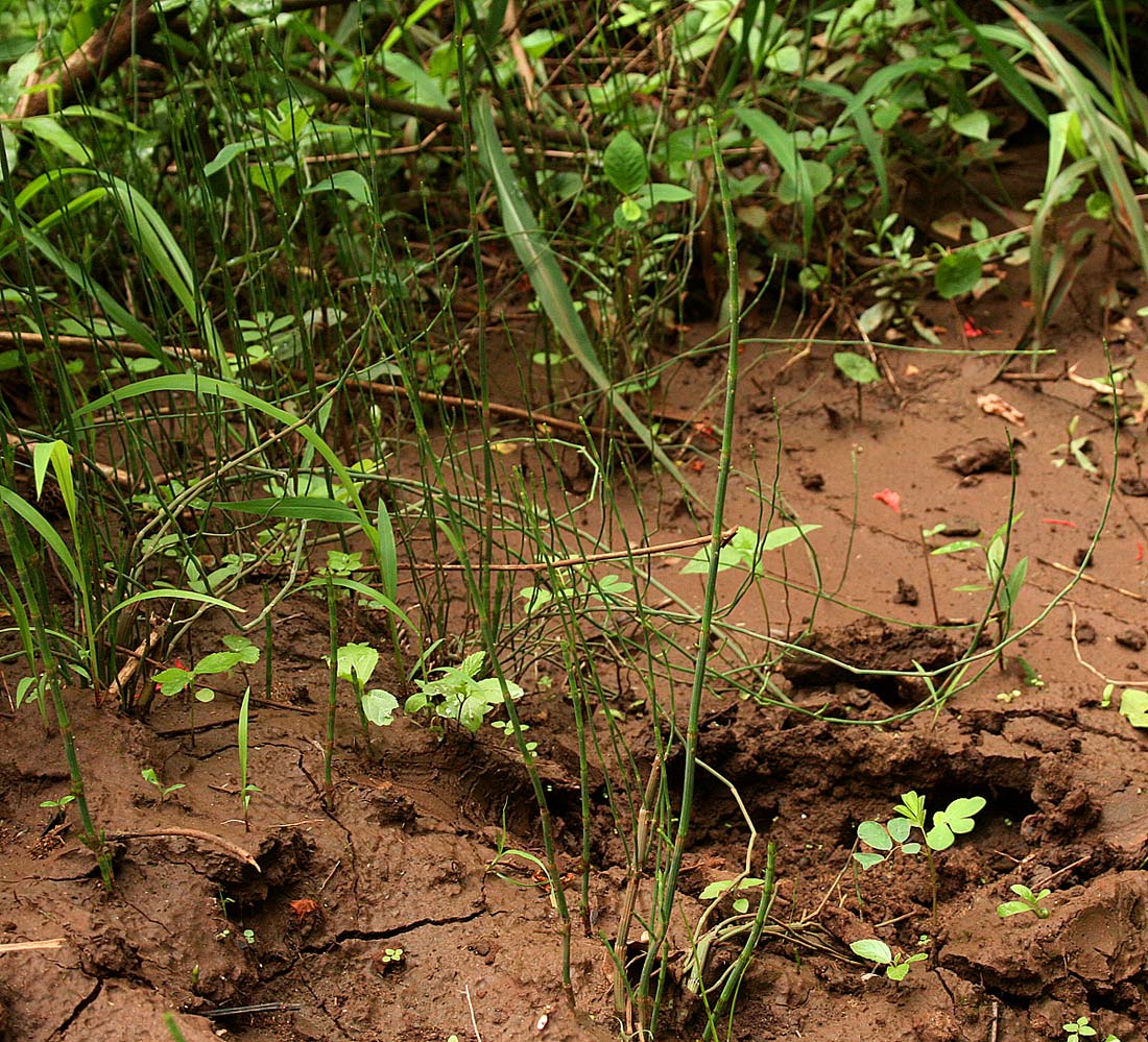 Equisetum ramosissimum subsp. ramosissimum Equisetum ramosissimum subsp. ramosissimum