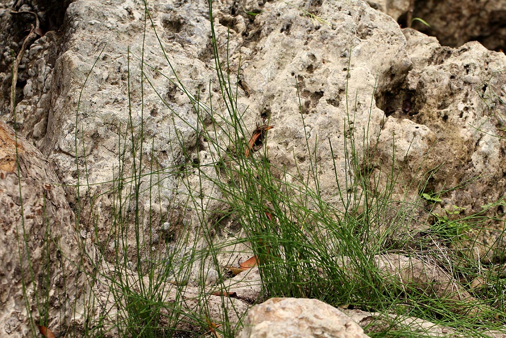 Equisetum ramosissimum subsp. ramosissimum Equisetum ramosissimum subsp. ramosissimum