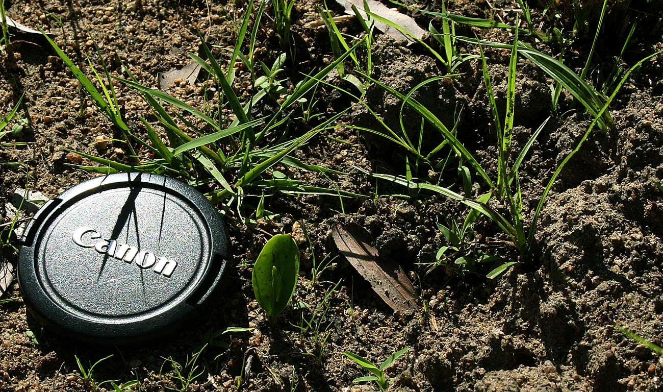 Ophioglossum costatum Ophioglossum costatum