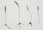 Ophioglossum lusoafricanum