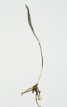 Ophioglossum lusoafricanum