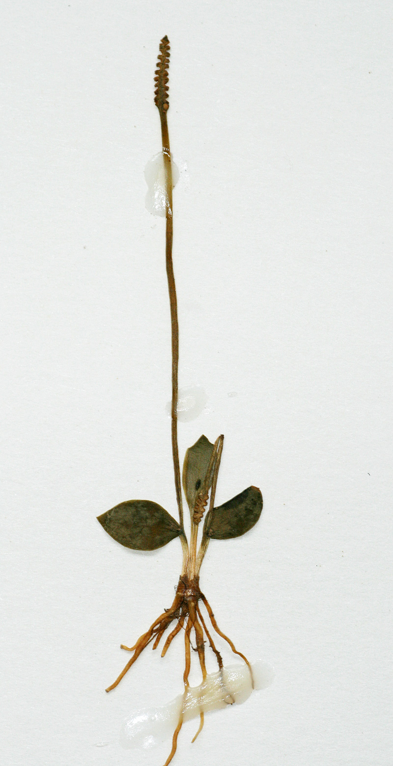 Ophioglossum rubellum Ophioglossum rubellum