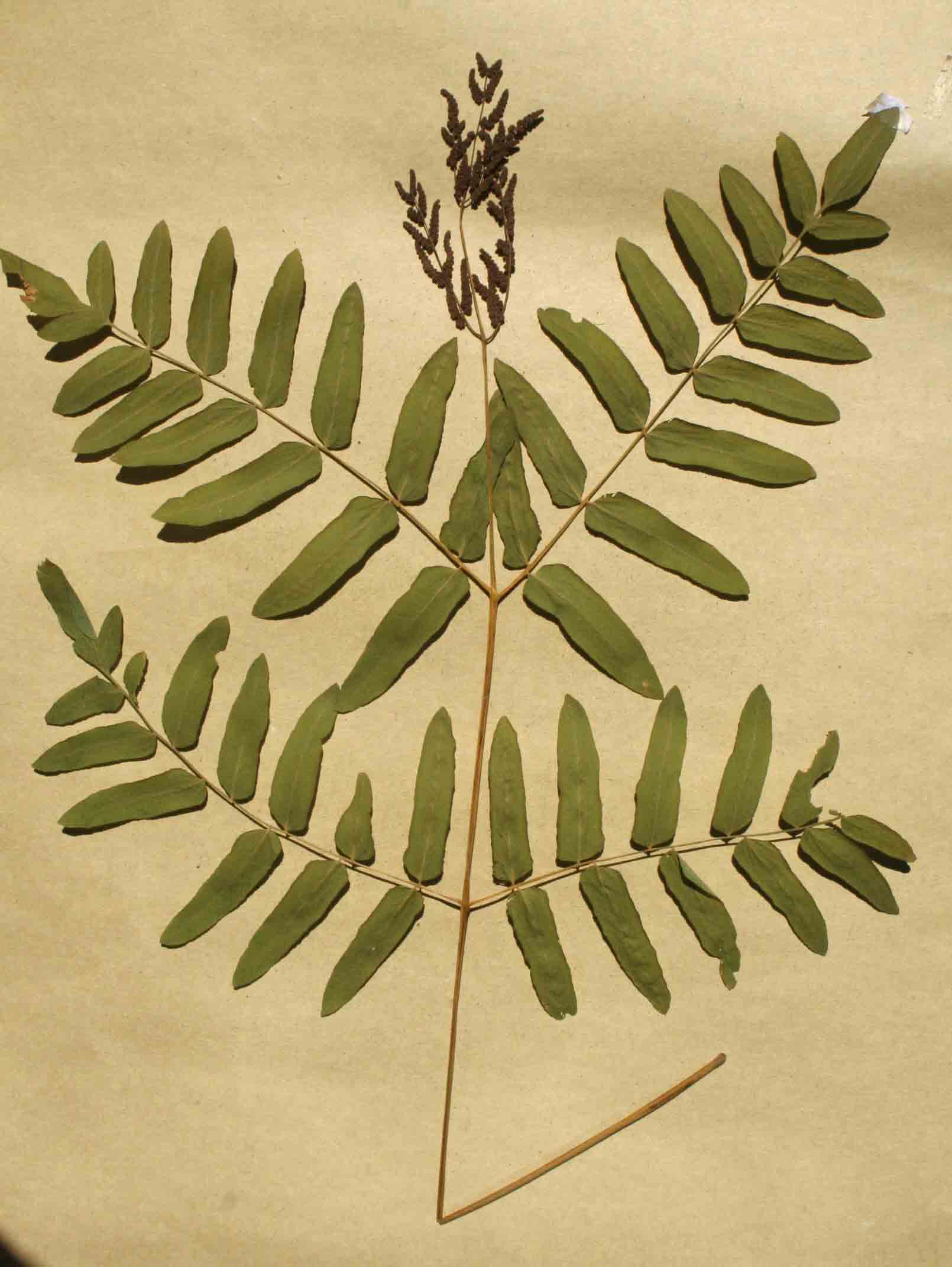 Osmunda regalis Osmunda regalis
