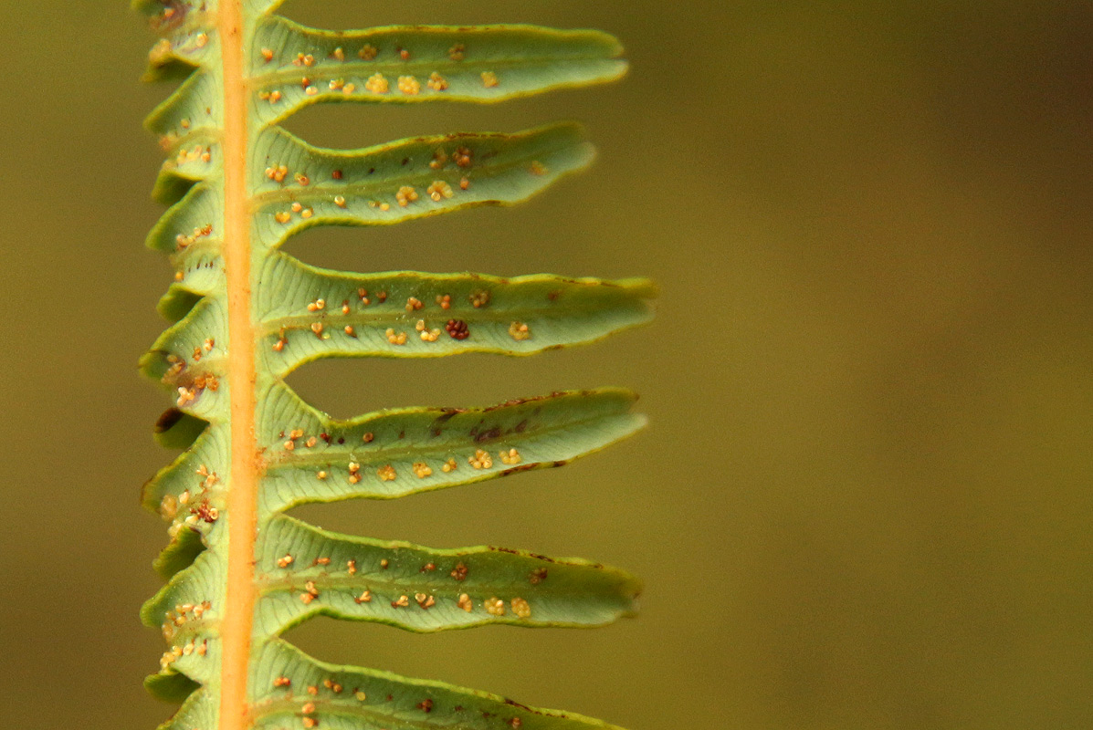 Dicranopteris linearis Dicranopteris linearis