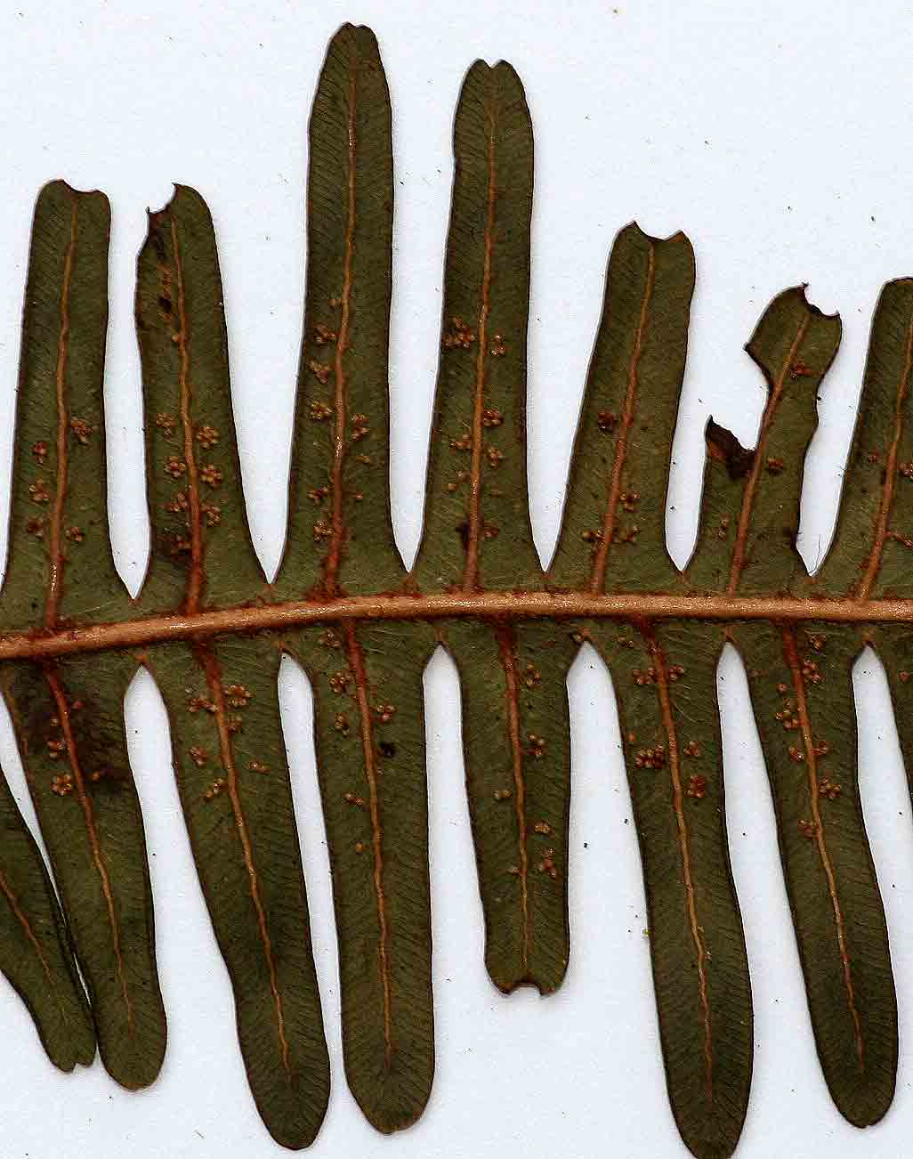 Dicranopteris linearis Dicranopteris linearis