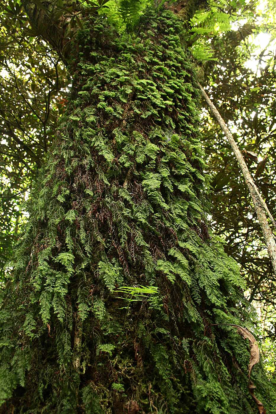 Hymenophyllum kuhnii Hymenophyllum kuhnii