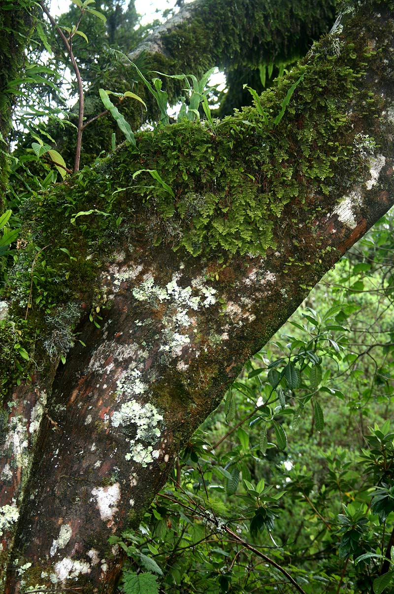 Hymenophyllum kuhnii Hymenophyllum kuhnii