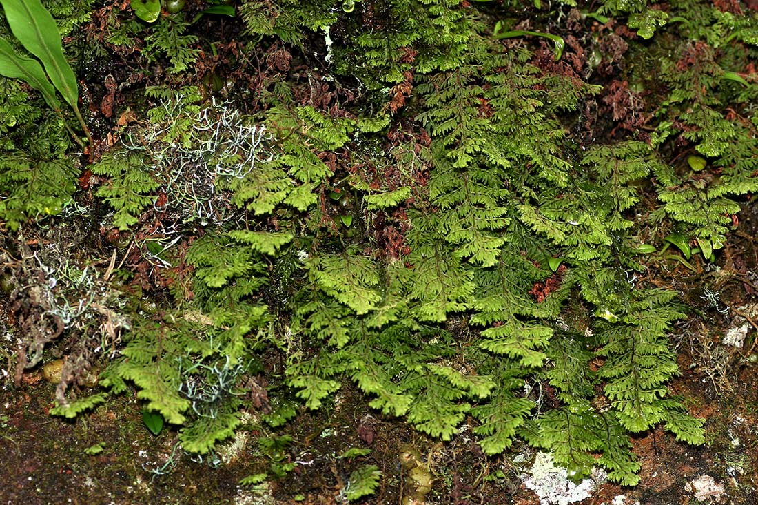 Hymenophyllum kuhnii Hymenophyllum kuhnii