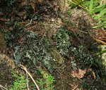 Abrodictyum rigidum