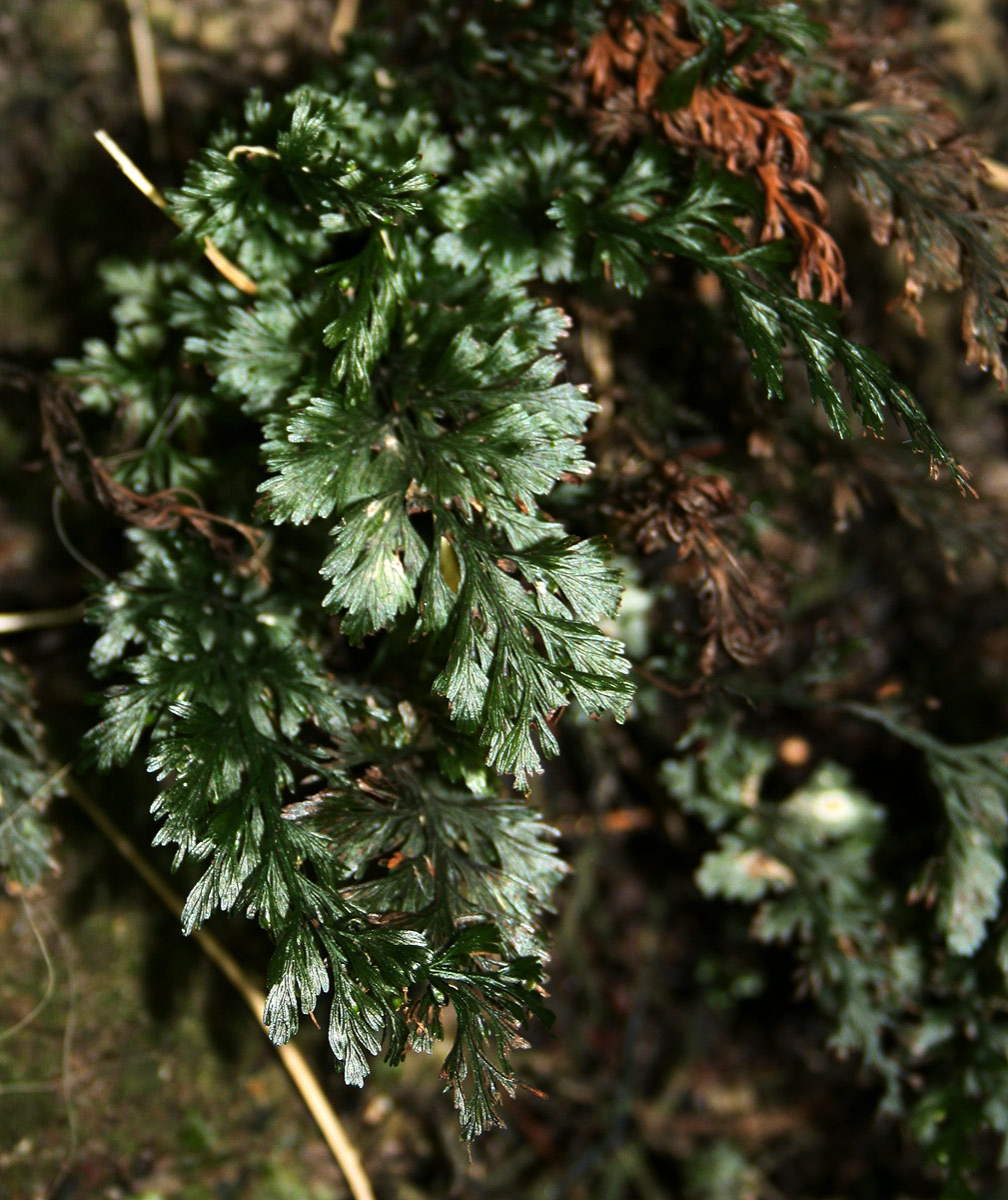 Abrodictyum rigidum Abrodictyum rigidum