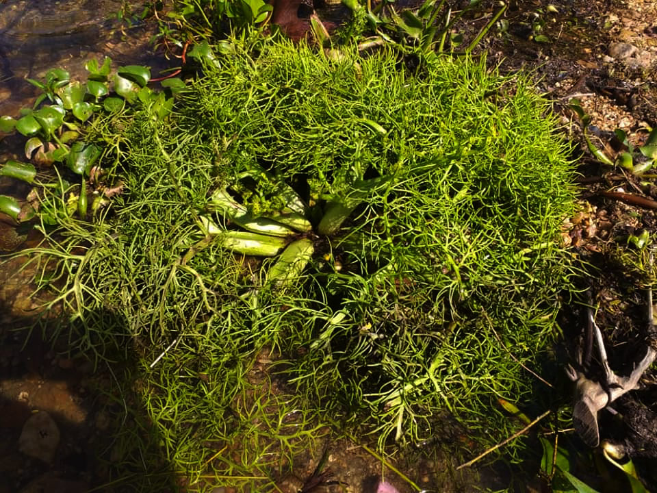 Ceratopteris thalictroides Ceratopteris thalictroides