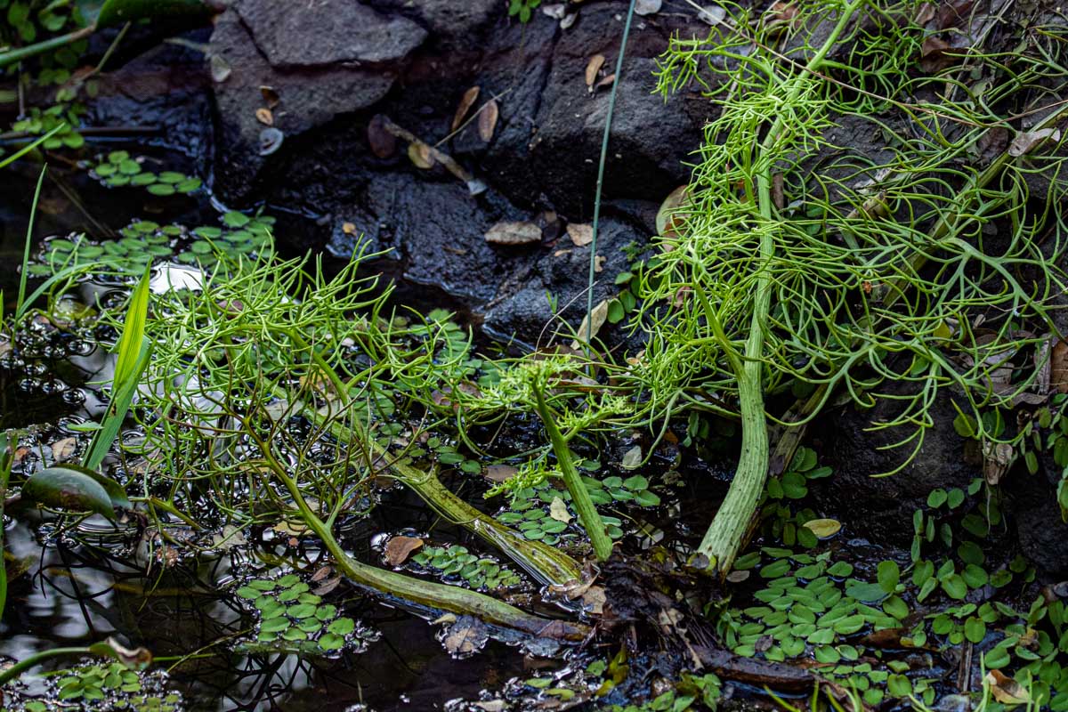 Ceratopteris thalictroides Ceratopteris thalictroides