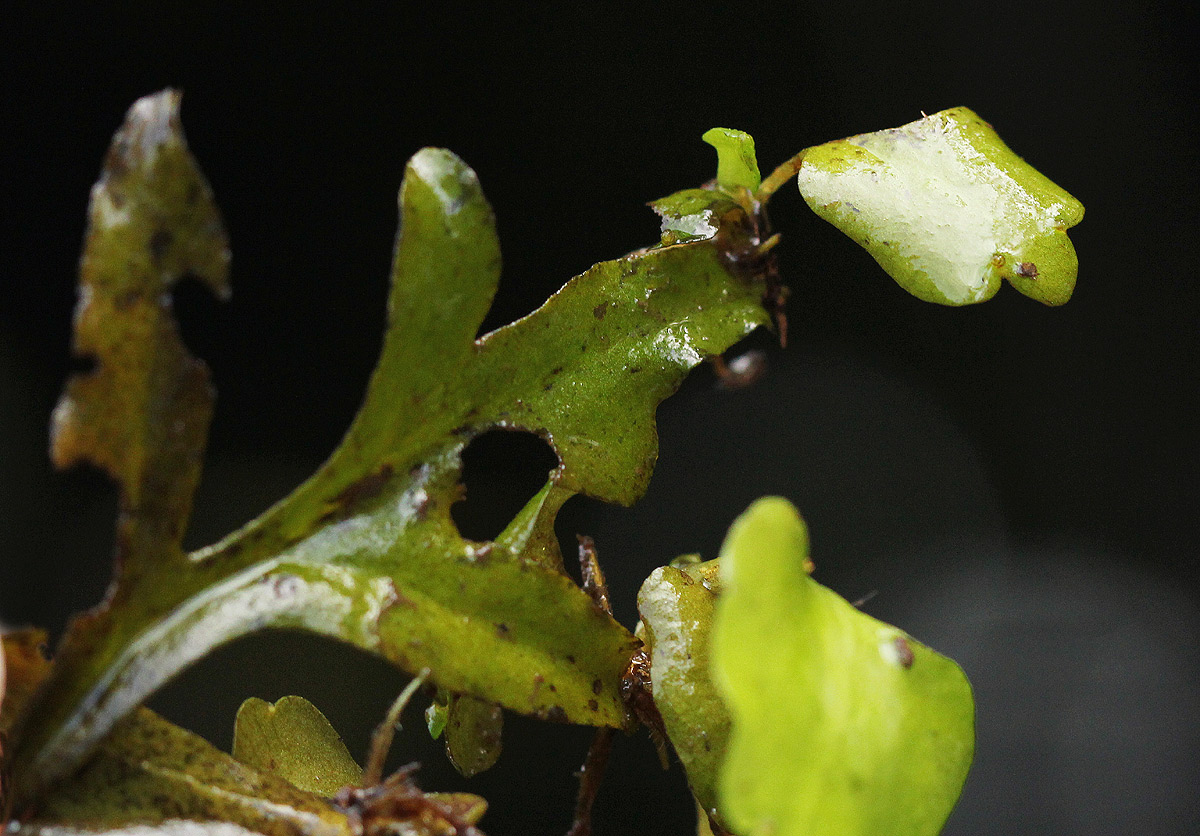 Ceratopteris thalictroides Ceratopteris thalictroides
