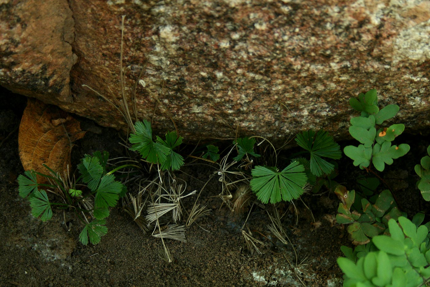 Actiniopteris radiata Actiniopteris radiata