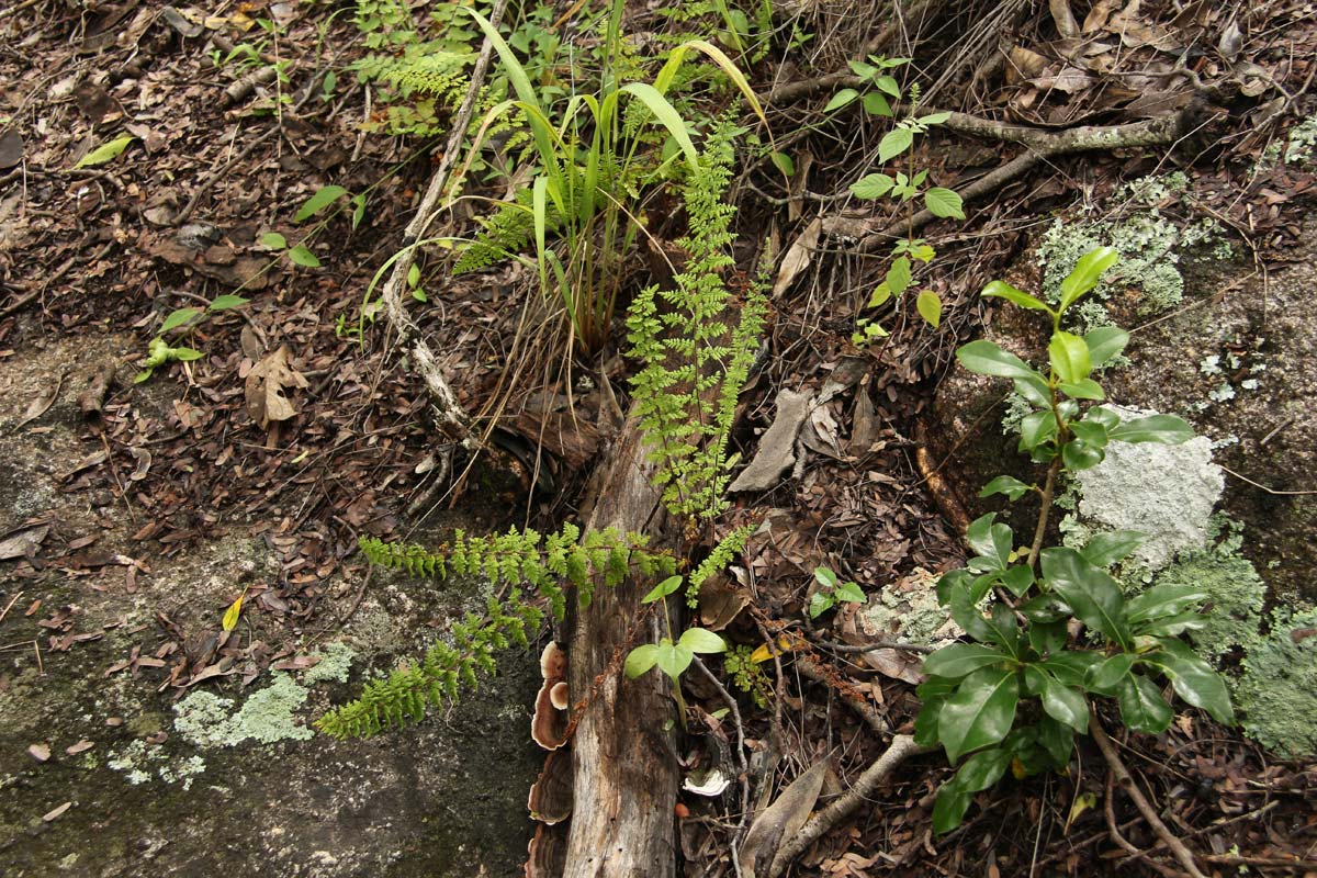 Cheilanthes hirta Cheilanthes hirta