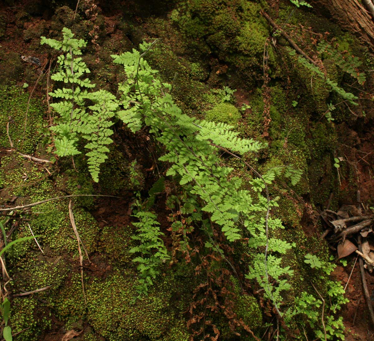 Cheilanthes hirta Cheilanthes hirta