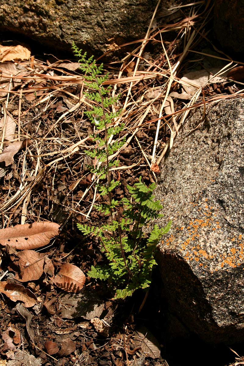 Cheilanthes hirta Cheilanthes hirta