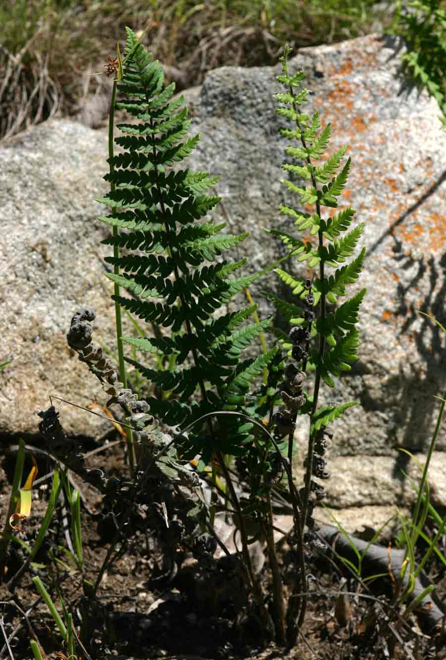 Cheilanthes inaequalis Cheilanthes inaequalis