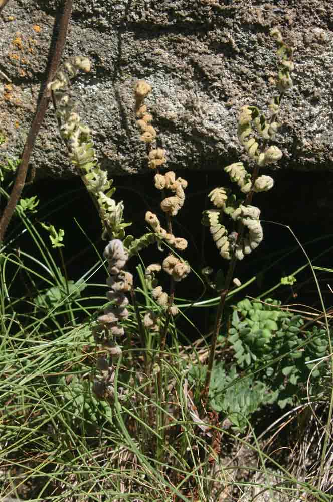 Cheilanthes inaequalis Cheilanthes inaequalis