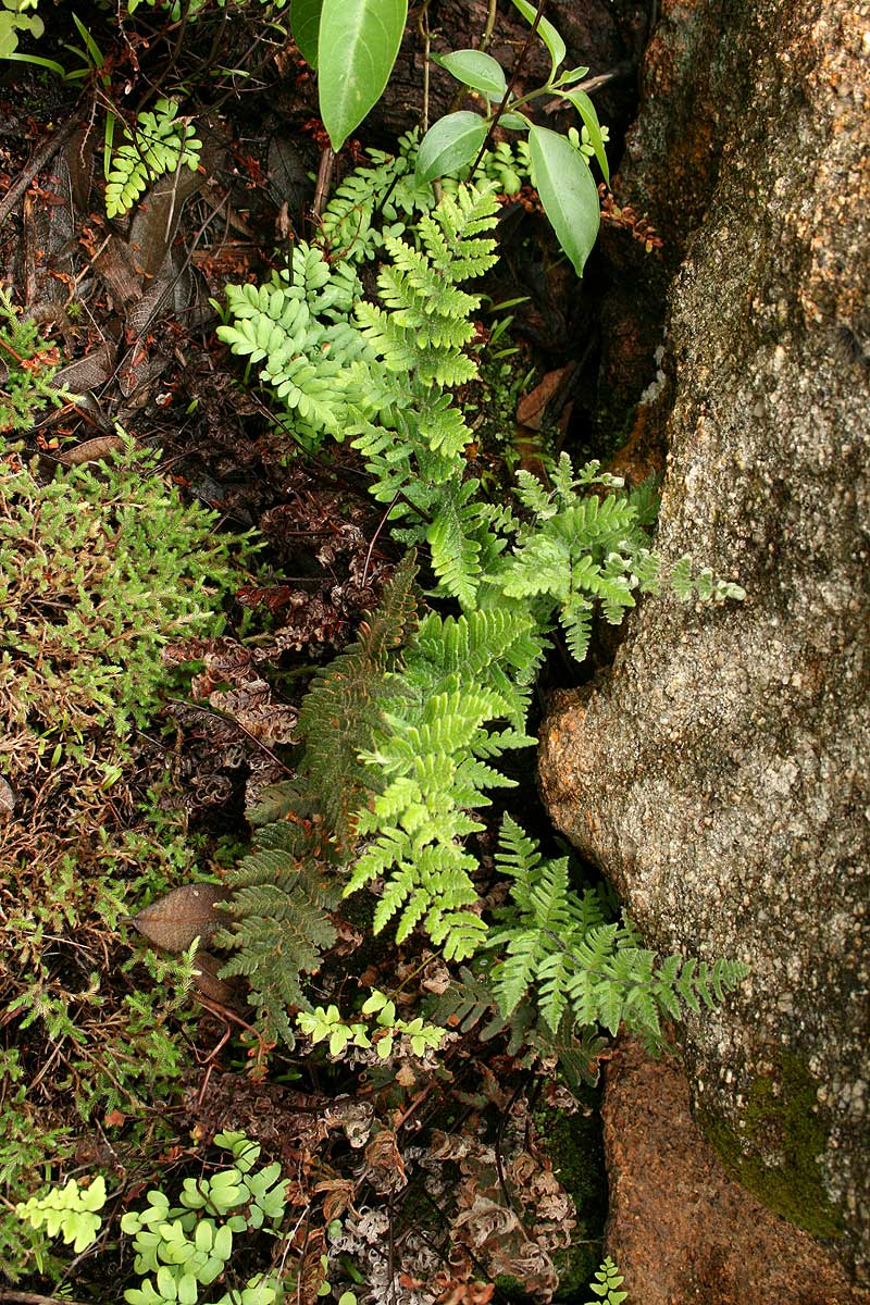 Cheilanthes inaequalis Cheilanthes inaequalis