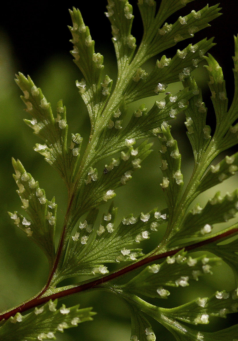 Cheilanthes schimperi Cheilanthes schimperi