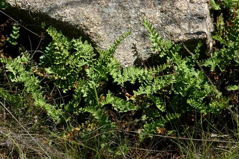Cheilanthes viridis var. glauca Cheilanthes viridis var. glauca
