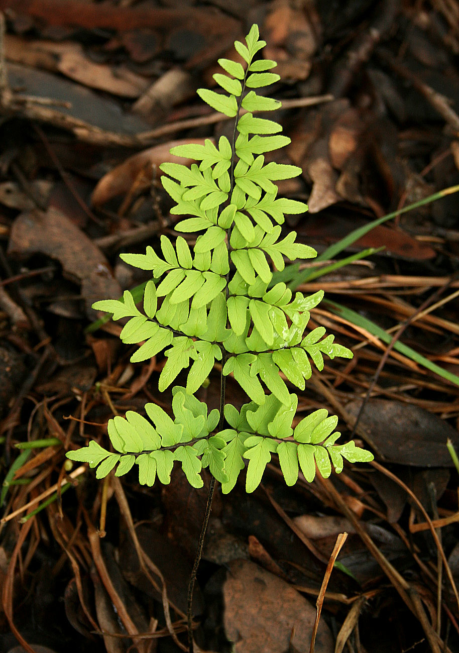 Cheilanthes viridis var. glauca Cheilanthes viridis var. glauca