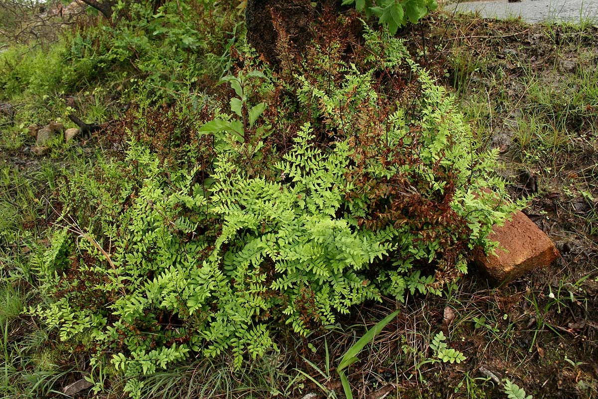 Cheilanthes viridis var. glauca Cheilanthes viridis var. glauca