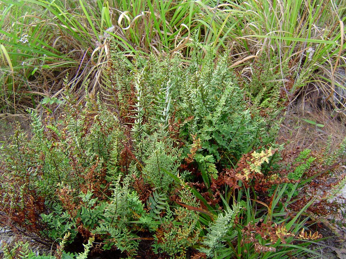 Cheilanthes viridis var. glauca Cheilanthes viridis var. glauca