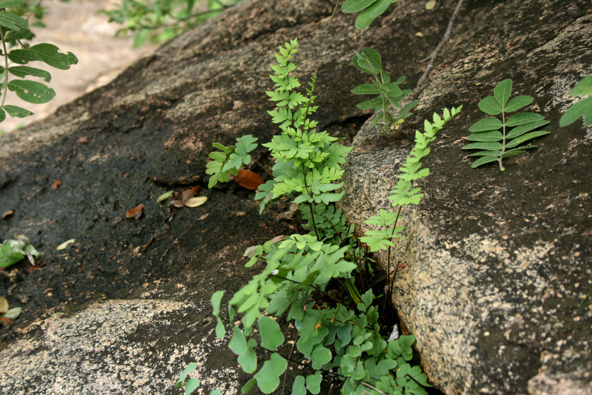 Cheilanthes viridis var. glauca Cheilanthes viridis var. glauca