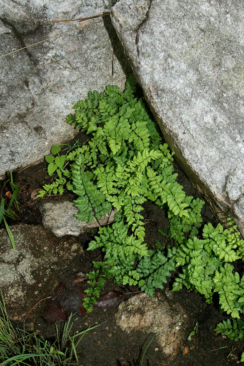 Cheilanthes viridis var. glauca Cheilanthes viridis var. glauca