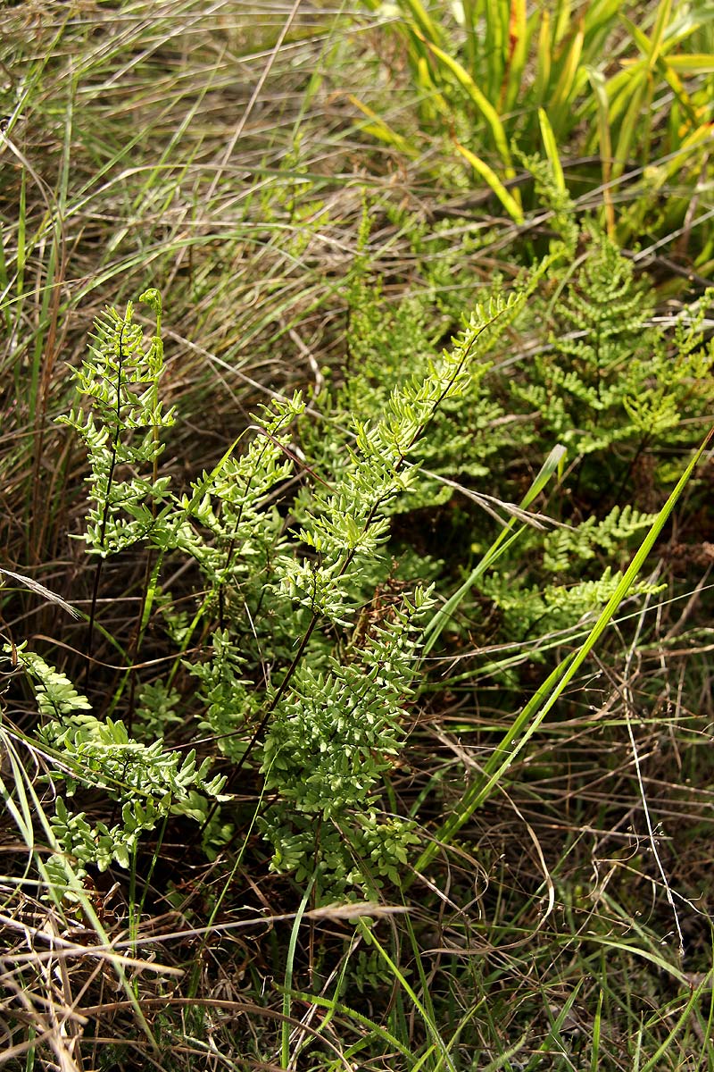 Cheilanthes viridis var. glauca Cheilanthes viridis var. glauca