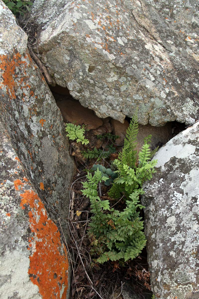 Cheilanthes viridis var. glauca Cheilanthes viridis var. glauca