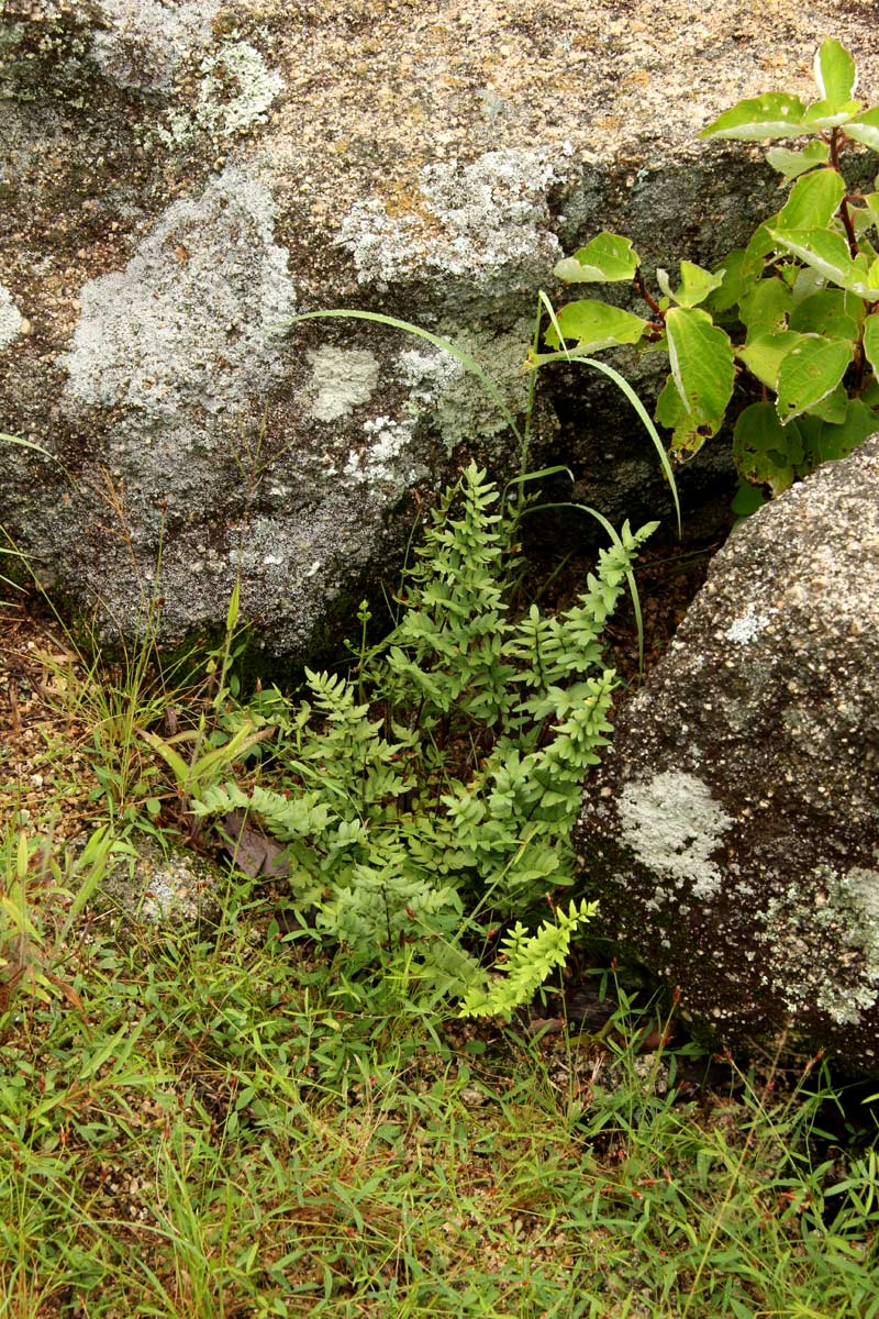 Cheilanthes viridis var. glauca Cheilanthes viridis var. glauca