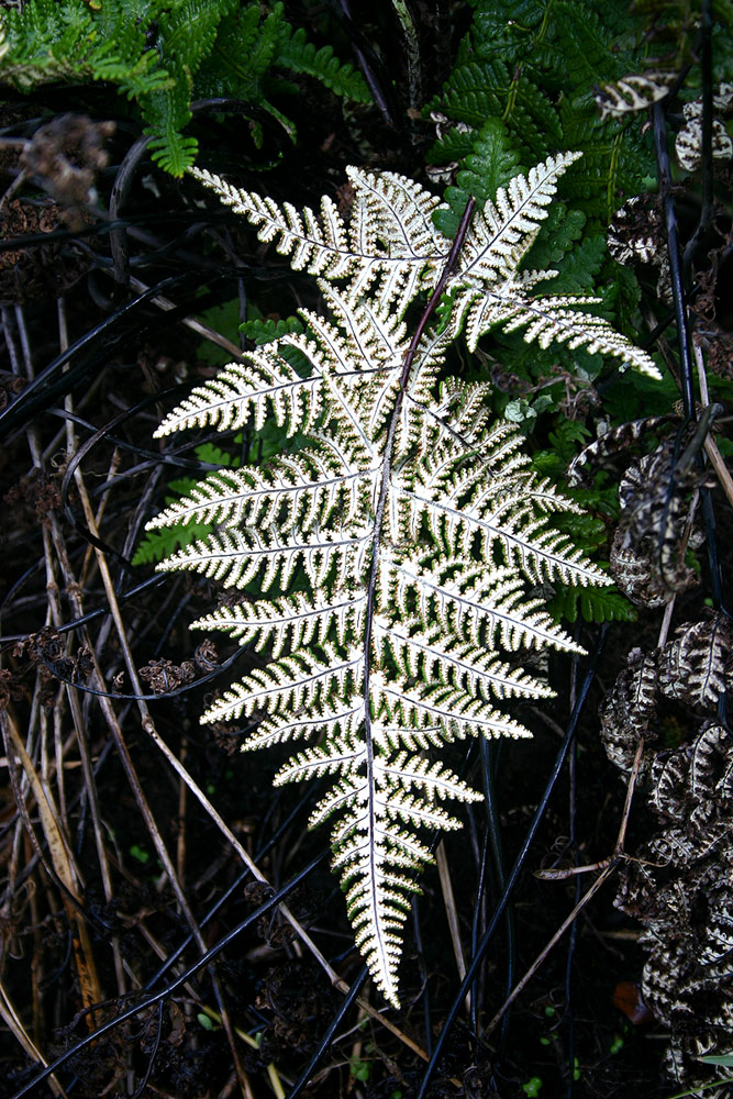Aleuritopteris farinosa Aleuritopteris farinosa