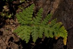 Aleuritopteris farinosa