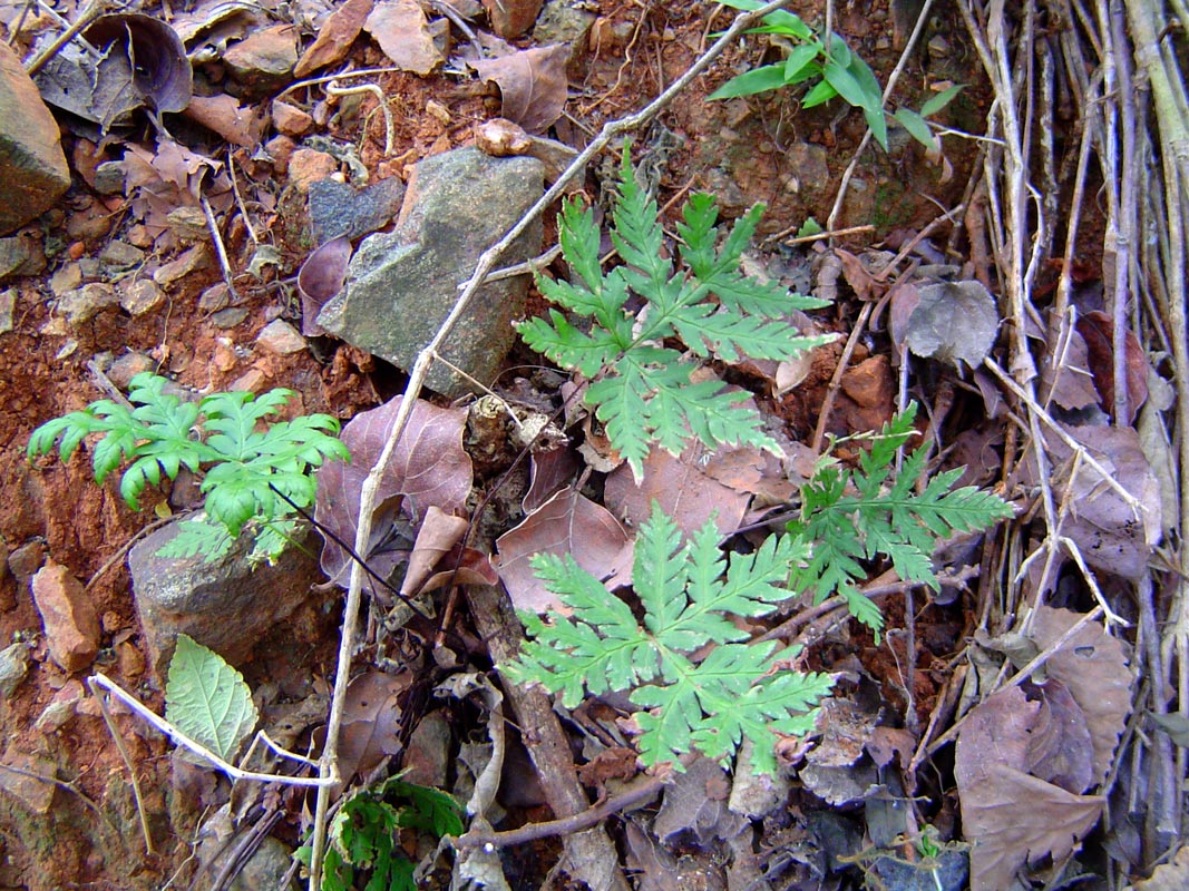 Doryopteris concolor Doryopteris concolor