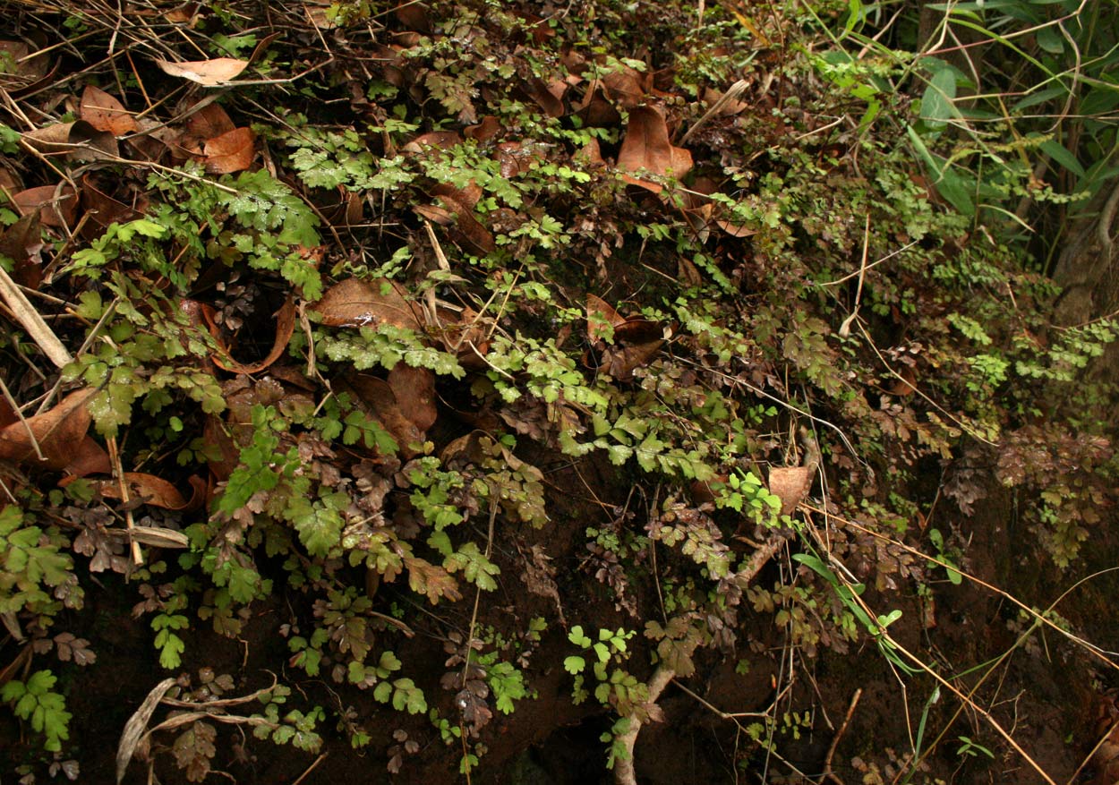 Adiantum capillus-veneris Adiantum capillus-veneris