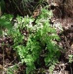 Adiantum capillus-veneris