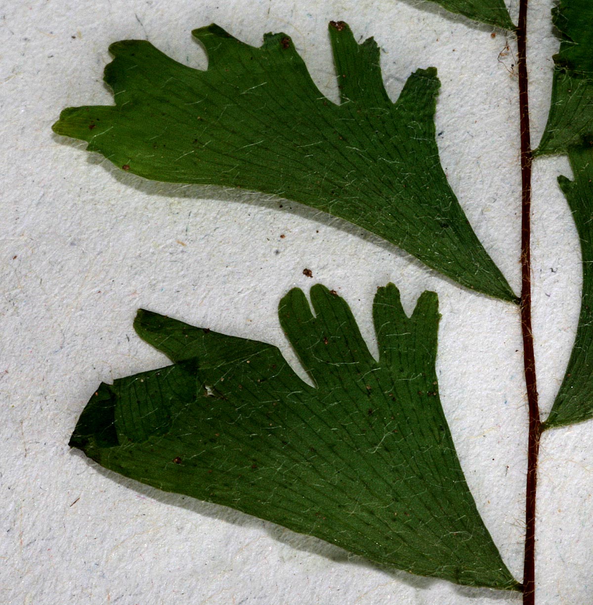 Adiantum incisum Adiantum incisum