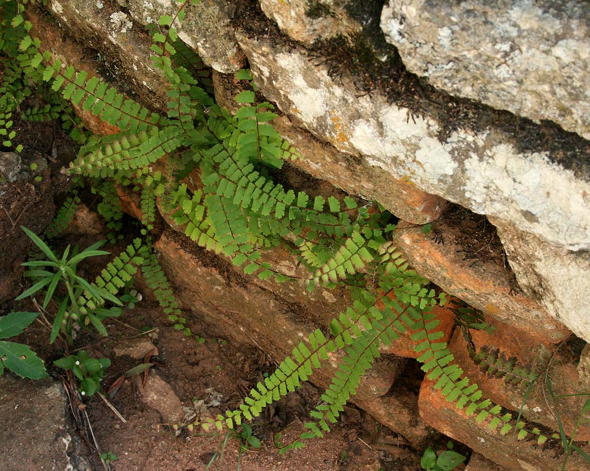 Adiantum incisum Adiantum incisum
