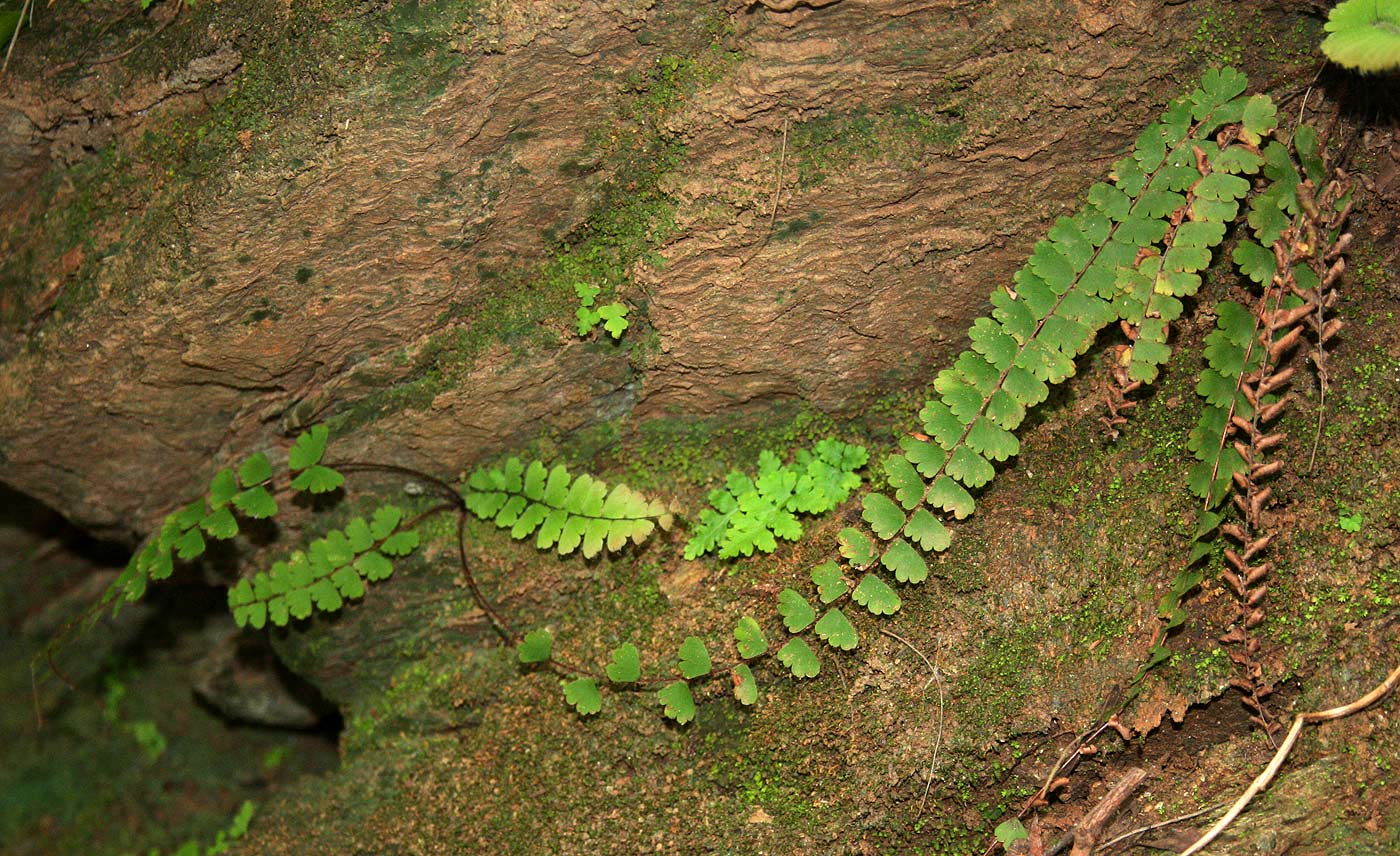 Adiantum incisum